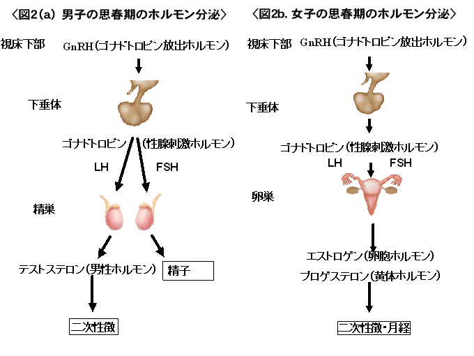 二次性徴が発現・成熟