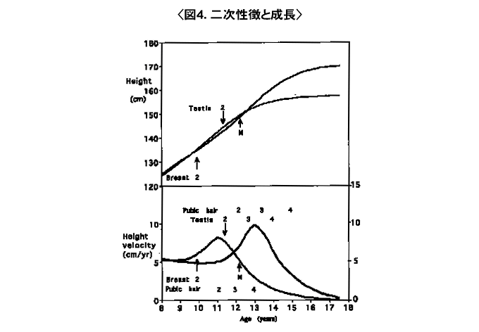 思春期の成長