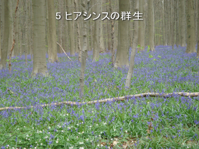 写真5