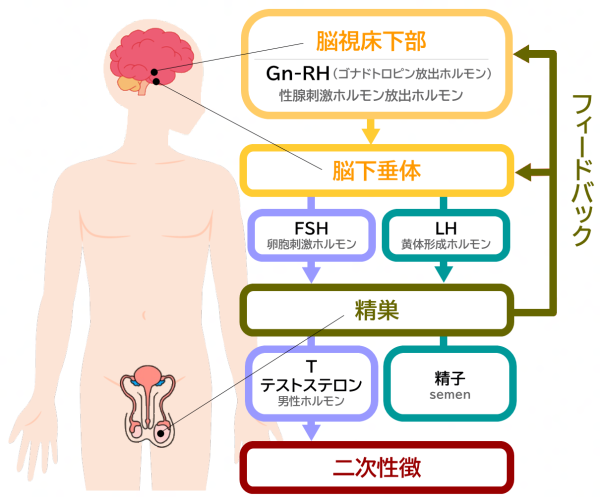 男子思春期のホルモン分泌の流れ