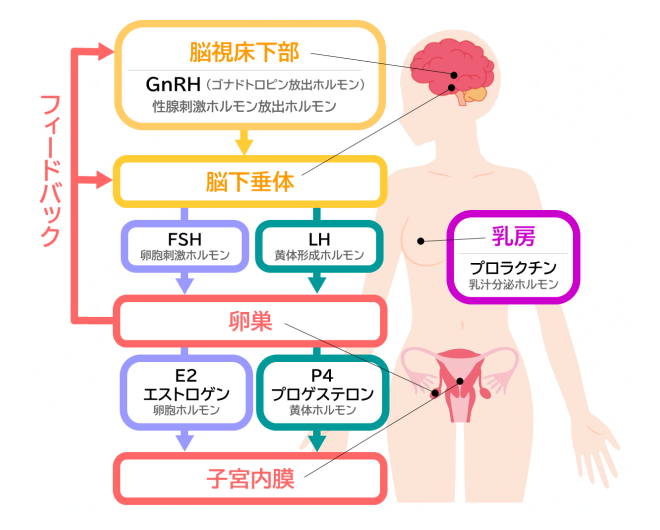 女子思春期のホルモン分泌の流れ